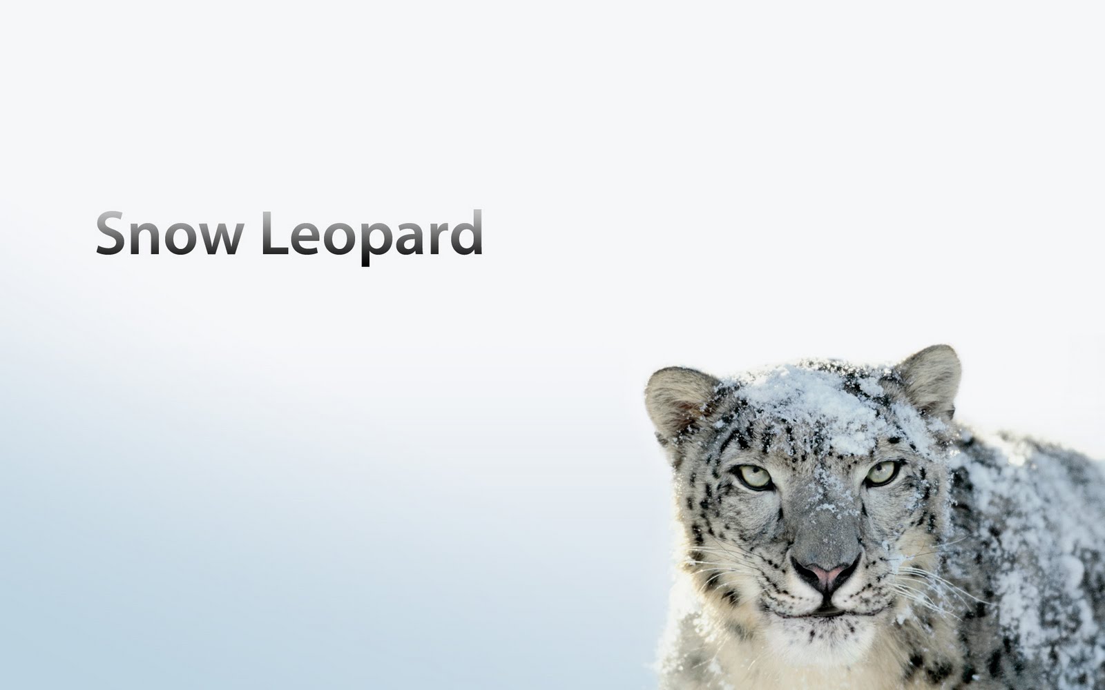 Mac Os X 10.6 Snow Leopard Free Download