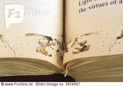 Repair bookworm damage